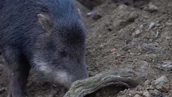 Wild boar - Pekari with white lips - Tayassu pecari digging a snout into the ground 