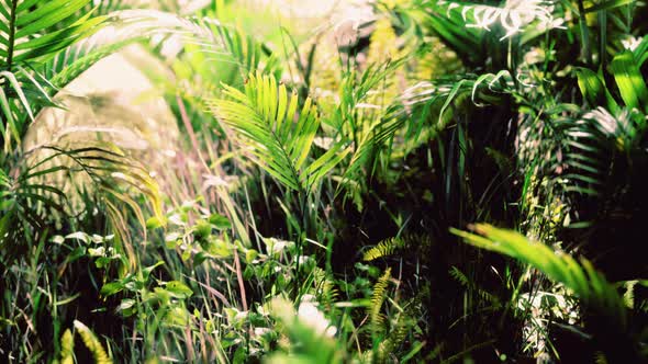 Close Up Jungle Grass and Plants