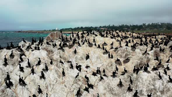 The bird rock in the Pacific Ocean by the Monterey Beach filled with brown pelicans. Aerial drone sh