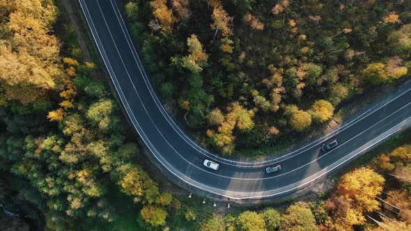 Automobiles Drive Along Road Curve in Yellowed Forest