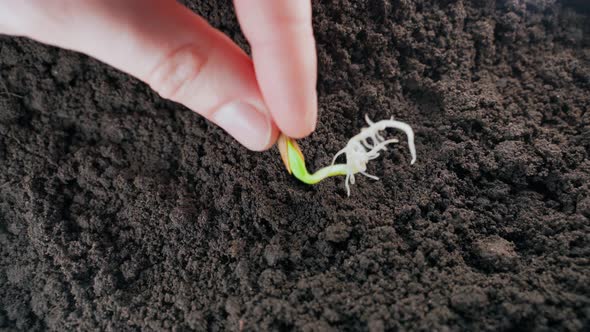 A Sprouted Zucchini Seed is Placed on the Soil Closeup