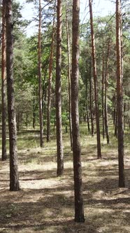 Vertical Video of Forest Landscape with Pine Trees in Summer Slow Motion