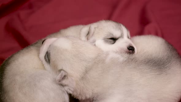 cute newborn Husky puppies huddling on red sheet