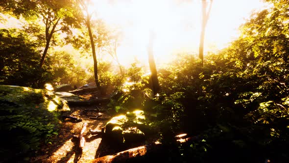 Time Lapse of a Tropical Jungle in the Mountains of Puerto Rico