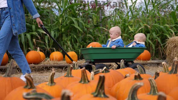 Fun Day at Pumpkin Patch. A Cart with Two Caucasian Babies Pushed By Mom, All in Coordinated Denim