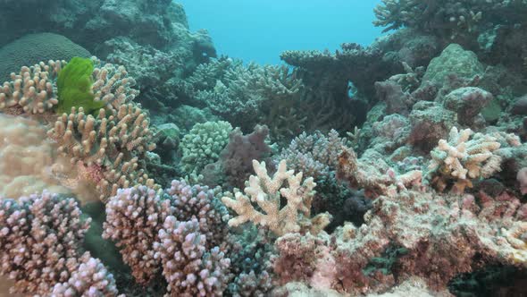 Underwater video swimming over a tropical reef structure with colourful hard and soft corals