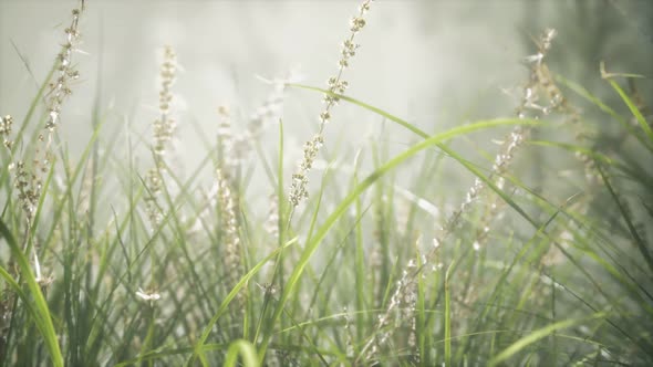 Grass Flower Field with Soft Sunlight for Background. alt