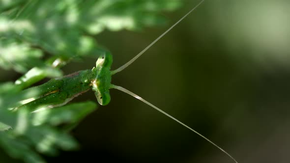 Extreme close shot of a  Praying Mantis (Mantodea sp) staring at camera among the vegetation, then h