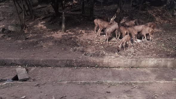 group of deer eating next to sidewalk in Malaysia, Asia