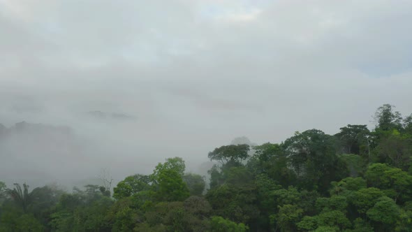 Aerial view of a rainforest, moving between the tree crowns into the fog