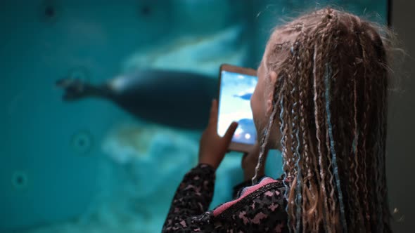 Little Girl Taking Video of Seals Swim Underwater