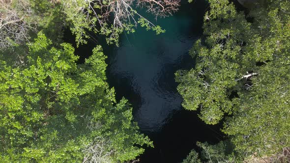 Open Cenote Surrounded with Green Jungle