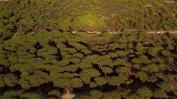 Flying Above Forest of Setubal Portugal