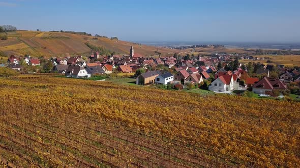 Flight Over Autumn Riquewihr Vineyards, Alsace, France