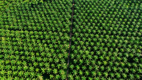 4K : Aerial view over a palm trees. palm plantation