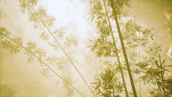 Asian Bamboo Forest with Morning Fog