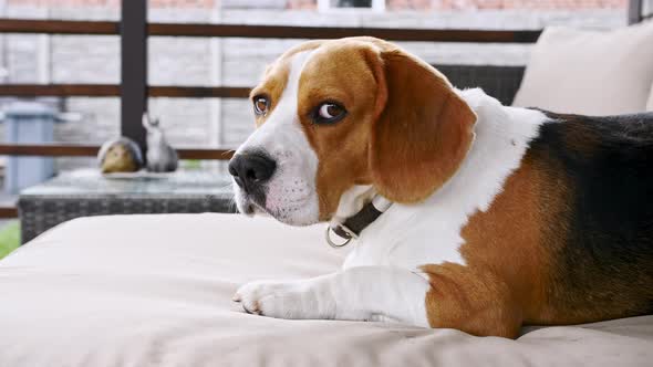 Dog Beagle Lies on the Couch Outdoors