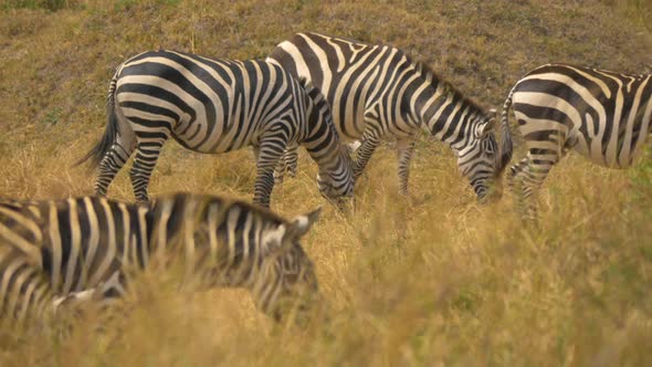 Plains zebras grazing