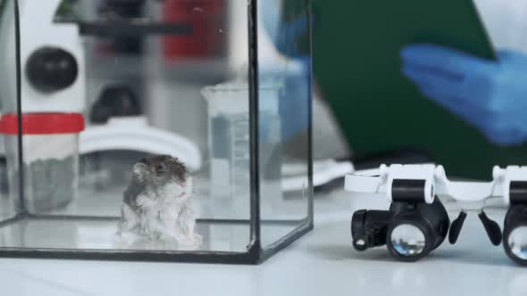 Closeup View of Hamster in Glass Container in Chemistry Lab