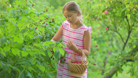 Girl Picks Raspberries