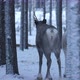Cheery Couple of Deer Standing in Forest and Looking Around in Finland in Winter - VideoHive Item for Sale