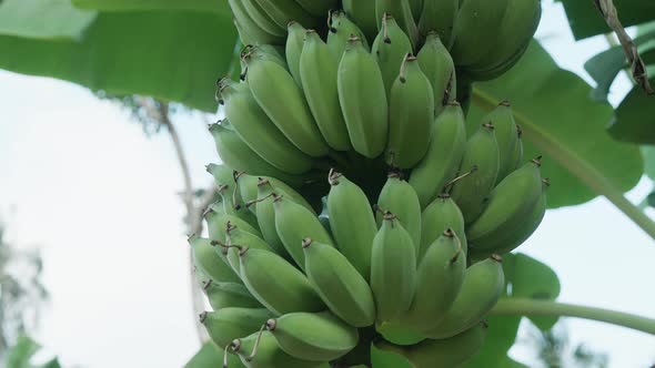 Banana Plantation