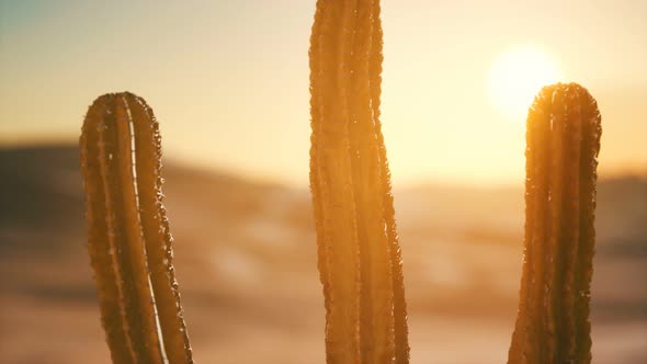 Saguaro Cactus on the Sonoran Desert in Arizona