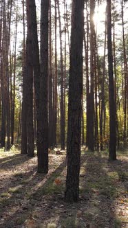 Vertical Video of a Forest in an Autumn Day