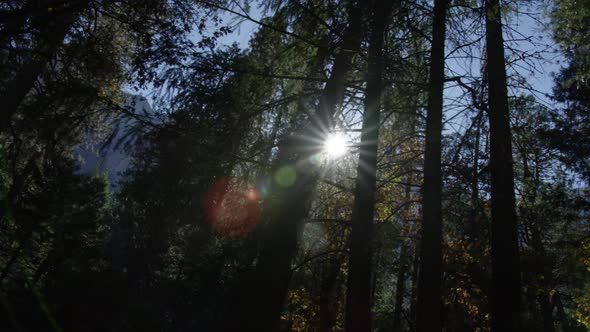 Day in Yosemite Park