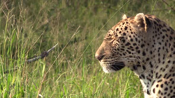 A male leopard sits patiently waiting for its prey in the wilderness of Africa. Starting with a clos