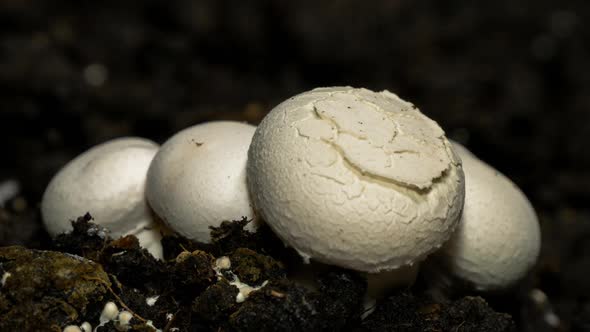 Champignon Mushrooms Growth in Time Lapse on a Soil Background