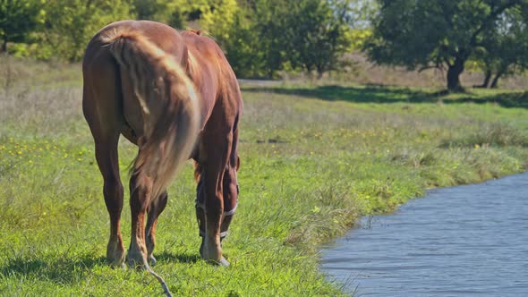 Brown Horses in the Horse Farm