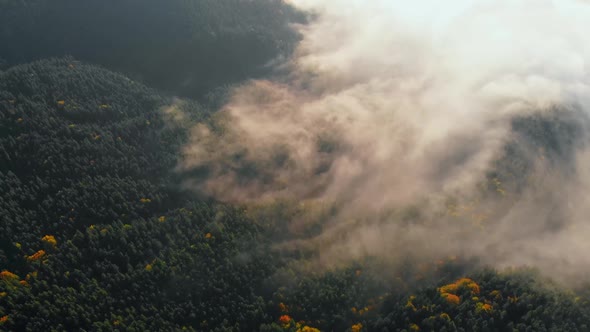 Aerial View Amazing Thick Morning Fog Covering Mountains Spice and Spruce Forest