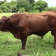 Big brown beef in a meadow of green grass - VideoHive Item for Sale