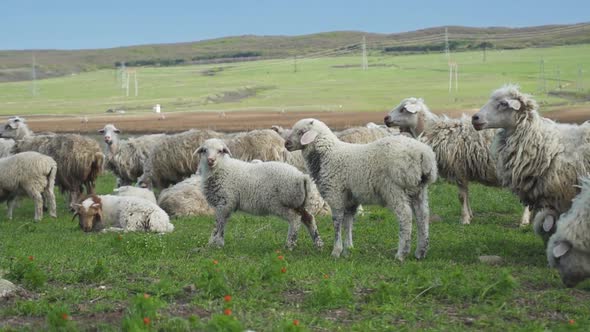 Woolen Sheep Travel Through the Mountains in Summer. Portraits of Animals