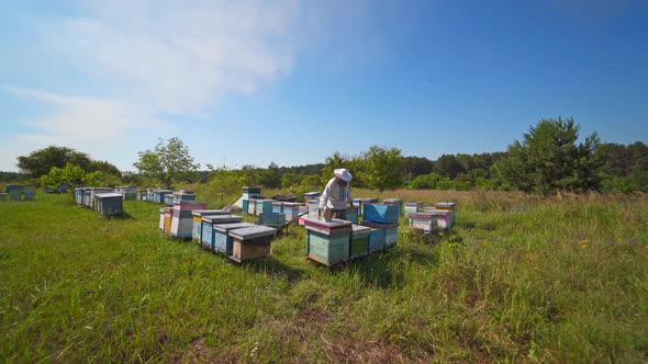 Apiary on field. Beekeeper inspecting bees near hives among green nature.