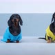 Dachshunds in Yellow and Blue Tshirts Jump Off Gray Sofa - VideoHive Item for Sale