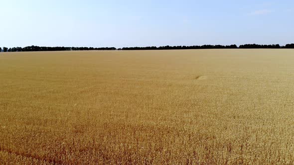 Aero, Beautiful Golden Wheat Field Stretches To the Horizon. Ripe Spikelets Sway in the Wind. Blue