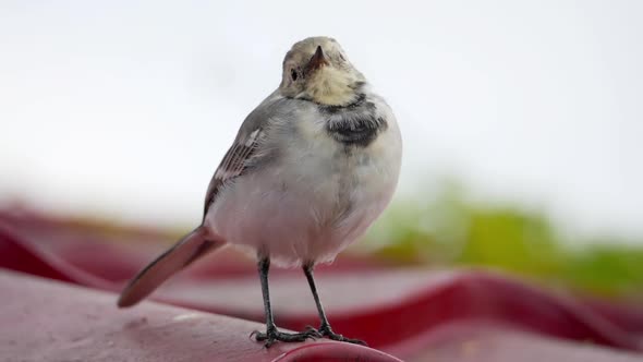 White Wagtail -Motacilla Alba- on a Roof