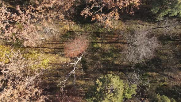 Forest with Trees in the Fall