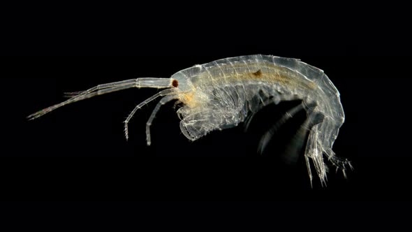 Red Sea Zooplankton Under a Microscope, Crustacean Gammarus, Amphipoda Crustaceans