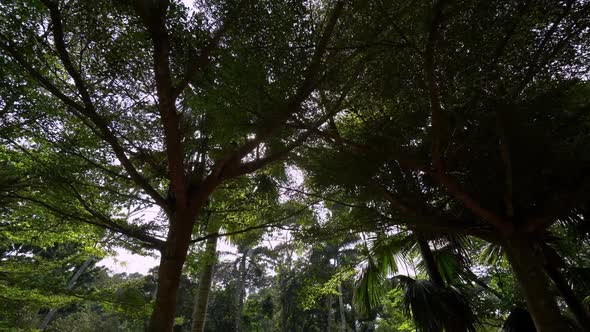 Sliding over tropical rainforest