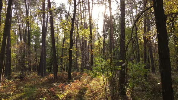 Autumn Forest with Trees By Day