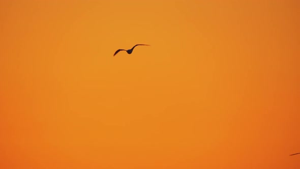  - Several Seagulls Flying in Sunset Sky