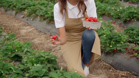 Smiling Woman Squatting Collecting Strawberries at Plantation