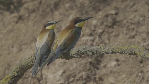 European Beeeater or Merops Apiaster