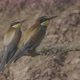 European Beeeater or Merops Apiaster - VideoHive Item for Sale