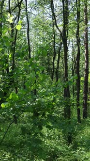 Vertical Video of a Summer Green Forest with Trees During the Day Slow Motion