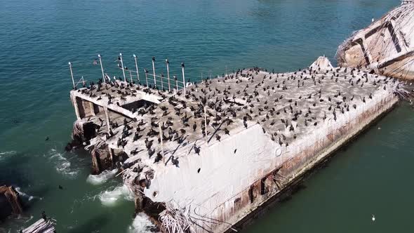 Colony of California cormorant birds sitting on sunken concrete ship SS Palo Alto. Aerial view