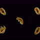 the Larva of the Polychaeta Worm Under the Microscope, at the Nektohet Stage, of the Spionidae - VideoHive Item for Sale